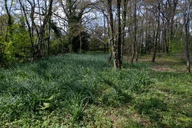 Parc du Limancet St Medard parterre de fleur 2.